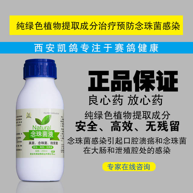 夏季养鸽注意事项,高温天信鸽状态怎么调理