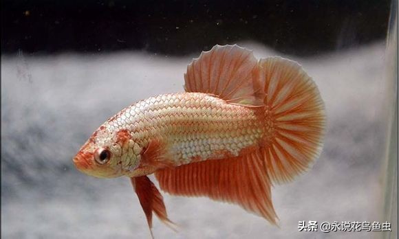 斗鱼哪个品种好养活,斗鱼品种哪个好养