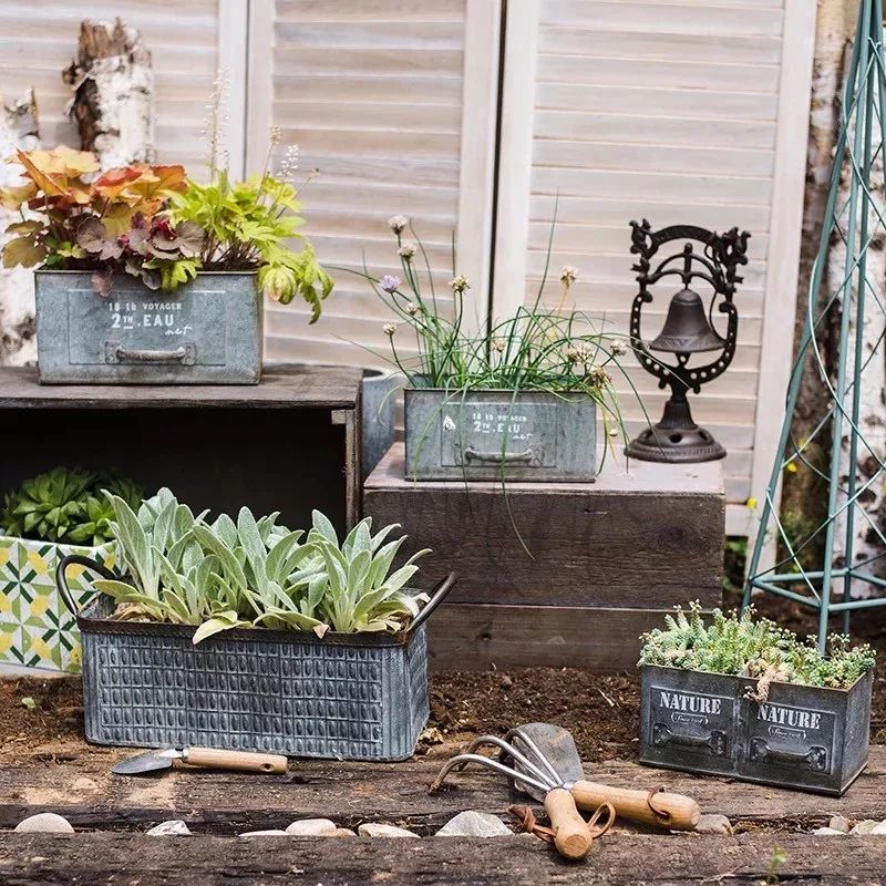 绿萝文竹总发黄1招让它绿油油,植物叶子全部发黄怎么办