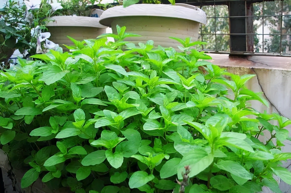 适合邻居养的十种花,养这7种花大人小孩都能养好