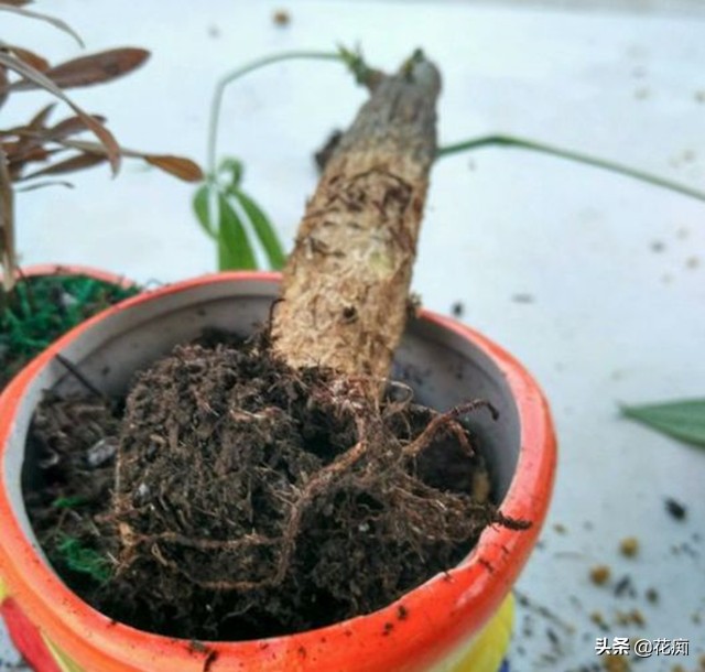 烂根的发财树用盐水可以消毒吗,烂根发财树