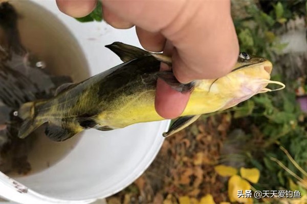 抛竿串钩钓黄颡鱼实战经验：串钩搭配是要点，黄颡鱼轻松钓成串！