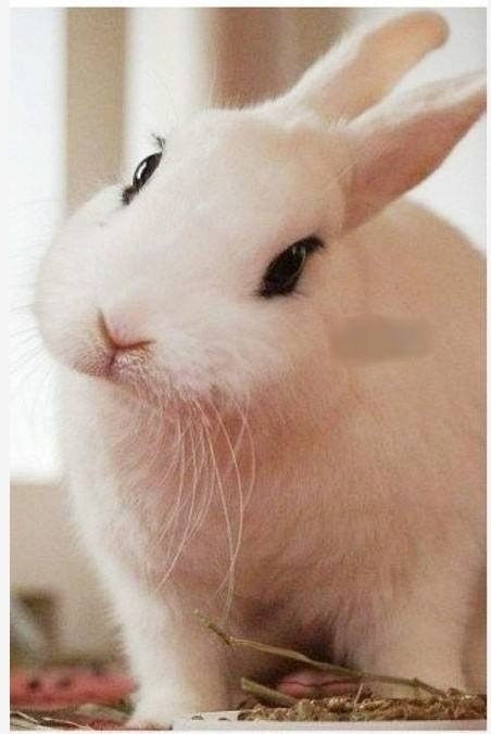 兔巴氏杆菌病用什么疫苗,幼兔如何预防和治疗巴氏杆菌