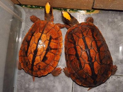 三线龟和金钱龟有什么区别,三线闭壳金钱龟