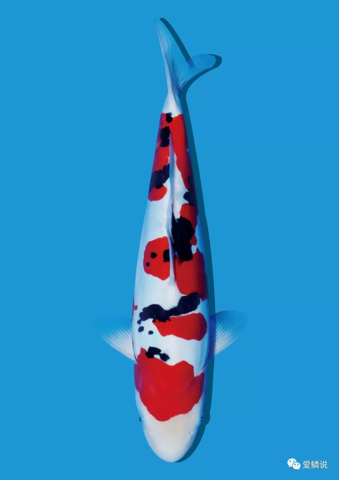 养锦鲤水质达到什么效果最好,养锦鲤需要掌握哪几个水质