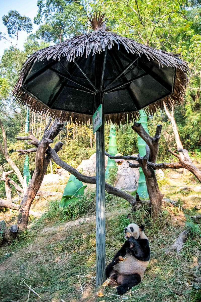 玩转广州长隆野生动物世界之行,广州长隆动物世界游玩攻略图