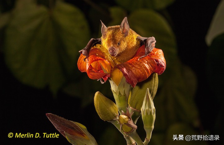 蝙蝠天敌是什么怎么赶走蝙蝠,蝙蝠应不应该打死