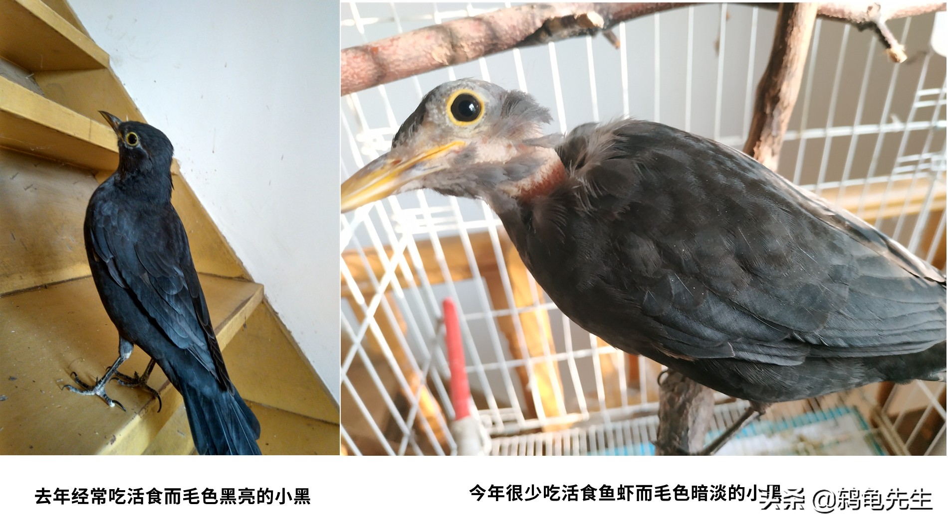 乌鸫又叫百舌鸟又称黑画眉,乌鸫鸟和百舌鸟的区别