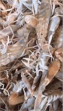 荣成最正宗的海鲜,荣成的小海鲜都有啥