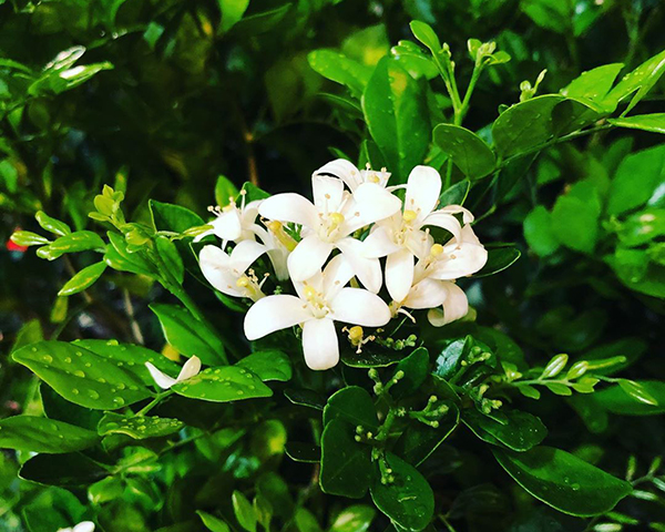 七里香、九里香、百里香人人喜欢种，你知道它们的区别吗？