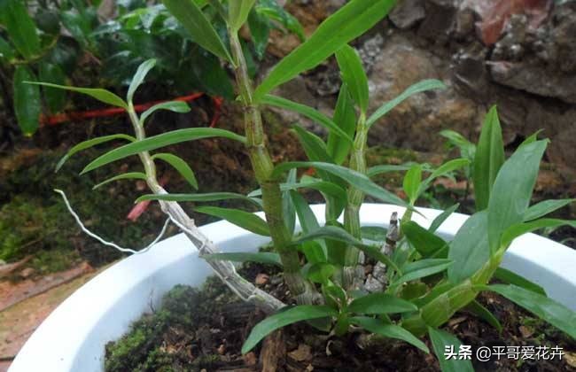 土壤肥力不足用什么肥,土壤肥力不够加什么料