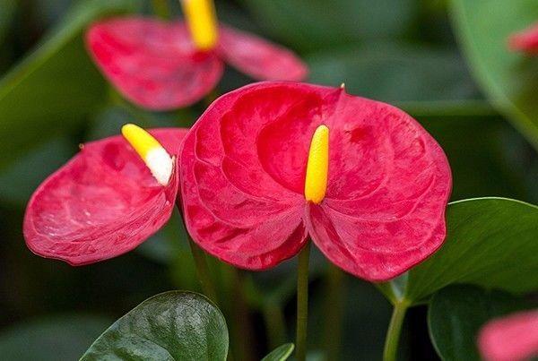 红掌怎么养才会开花越多,怎么让红掌叶绿花红