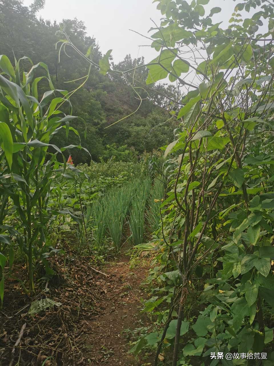 神仙是个宇航员之神农是个实验员