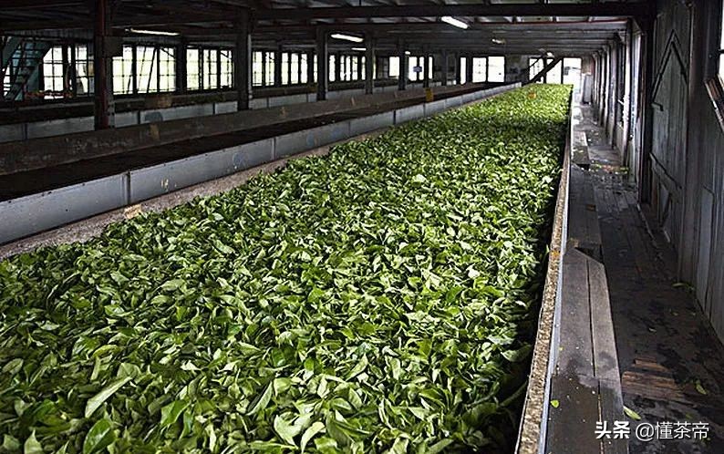 茶叶闻着不香喝着没味道什么原因,茶叶为什么炒得不香