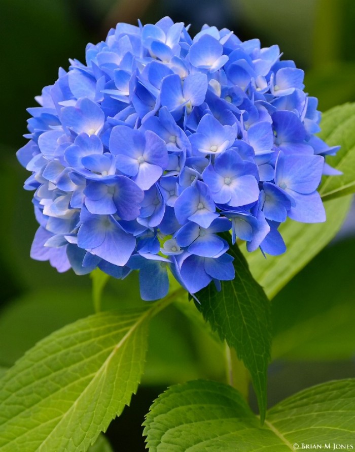 好养的盆栽花卉排名前十,盆栽花比较好养的有哪些