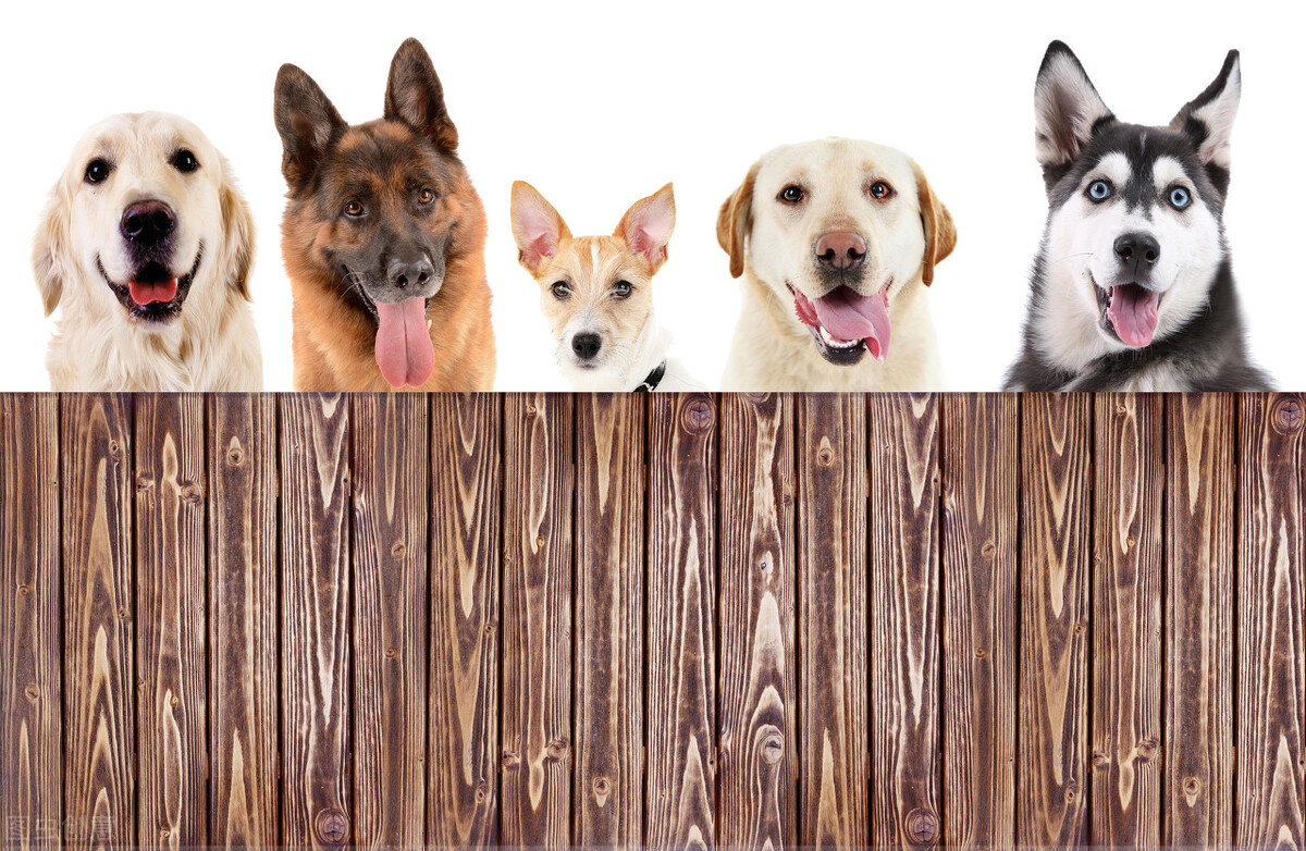 最便宜的四种狗,现在最便宜的狗是什么狗