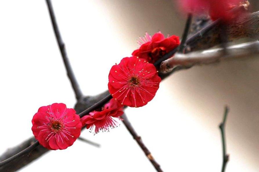 古诗红梅赞,赞美红梅傲雪凌霜气质的诗句
