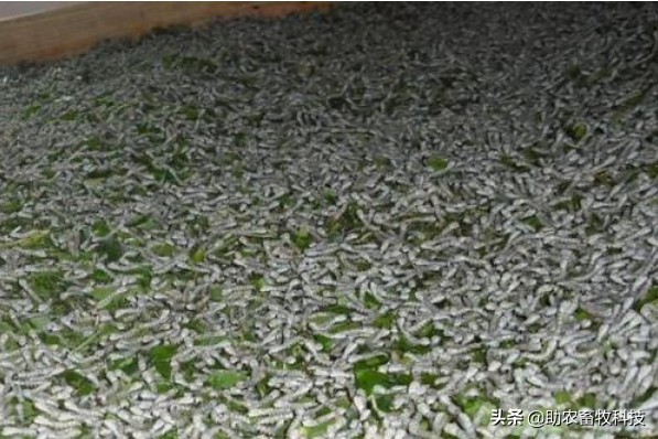 大棚桑蚕养殖新技术,养蚕提质增效技术