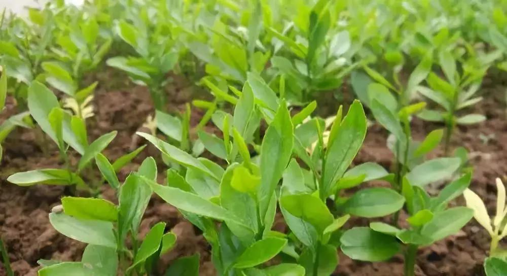 金秋砂糖桔砧木用什么好,香橙和枳壳砧木嫁接沃柑哪个更好