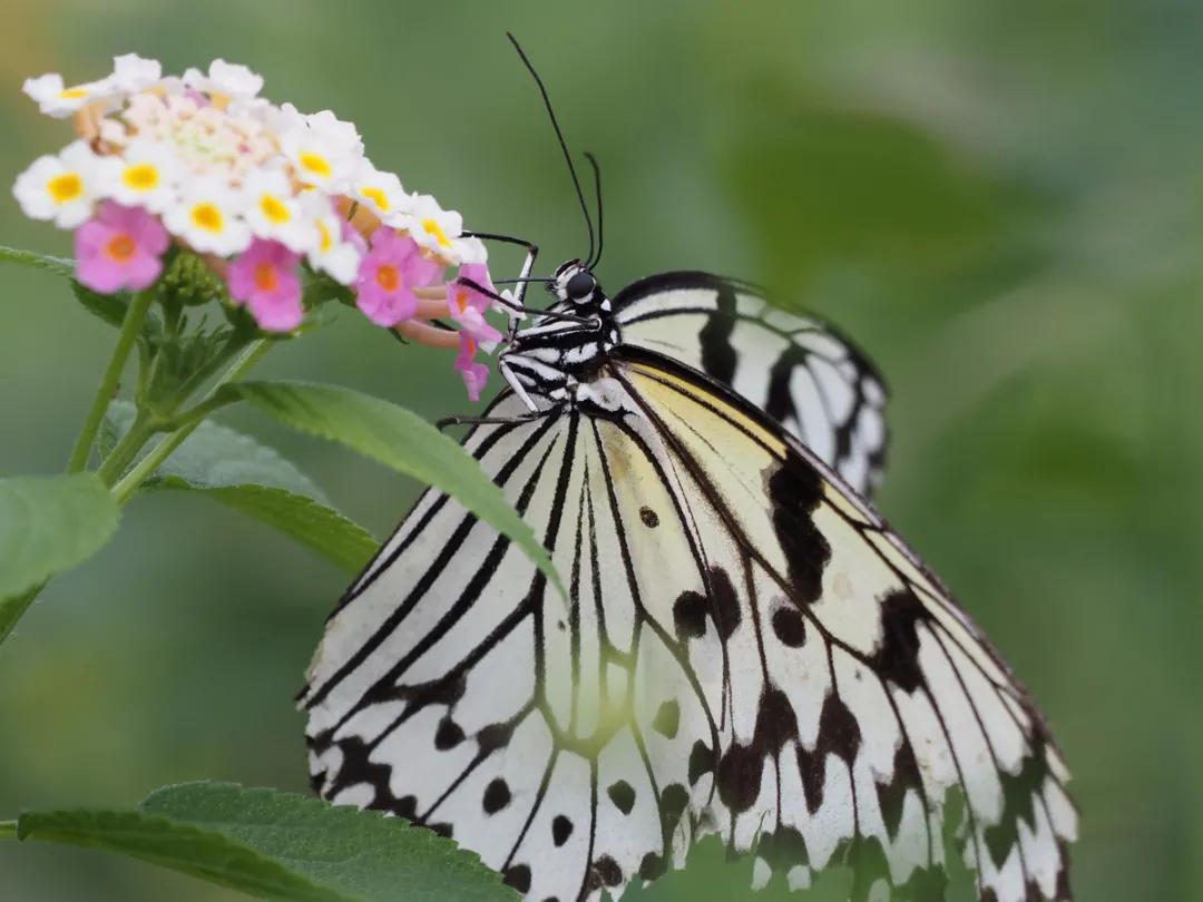 奥林巴斯曝光过度,奥林巴斯epl6自带的镜头