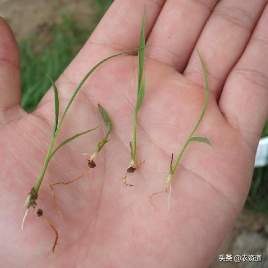 稻田除草技术,水稻田封闭除草的最新方法