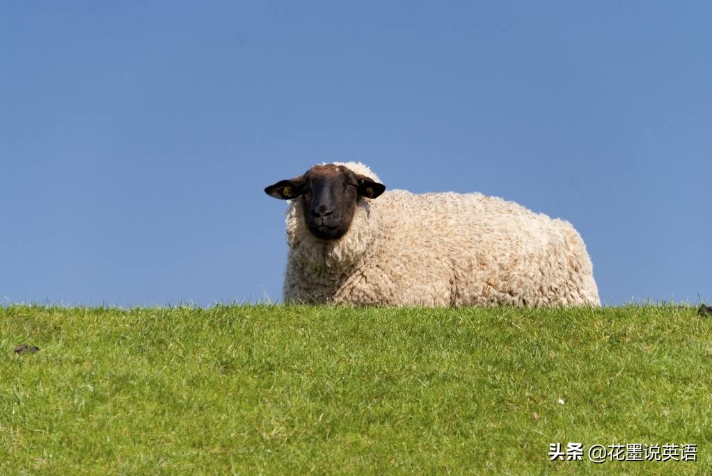 sheep是羊的总称吗,sheep是羊叫吗