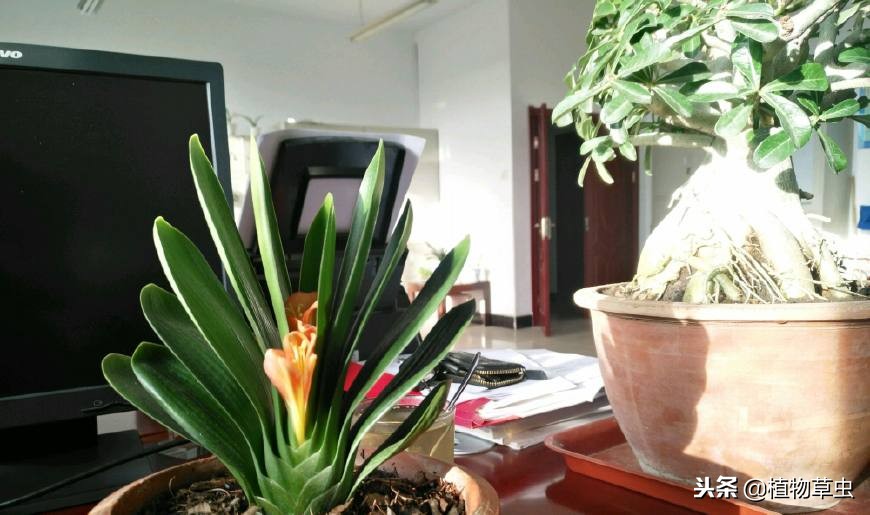 记录君子兰种子发芽的全过程图片,君子兰种子发芽全过程示意图