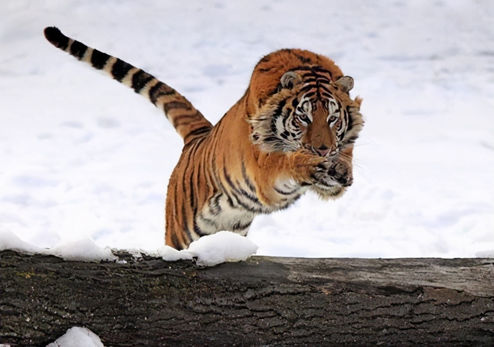 老虎和狮子谁厉害终于有答案了,老虎和狮子战斗谁厉害