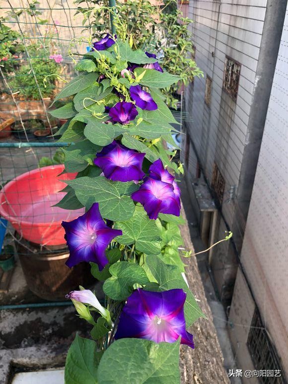 閲庣敓鍠囧彮鑺卞彲浠ュ湪鑺辩泦閲屾牻绉嶅悧,閲庡鍠囧彮鑺卞甫鍥炲鐩嗘牻