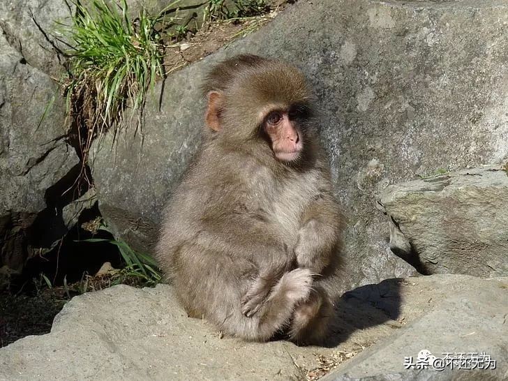 养宠物猴子,养宠物为什么不能养猴子