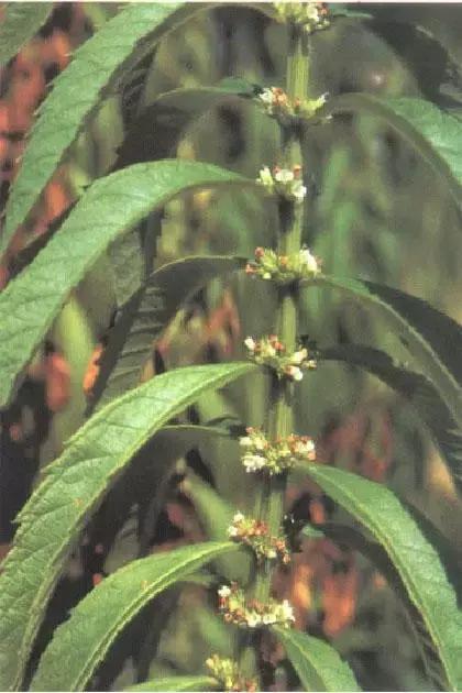 我国很多成语与植物有关,汉语成语中的植物文化