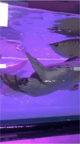 现在年轻人不会买菜做饭,现在的年轻人不会买菜