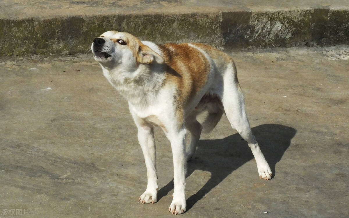中华田园犬的优缺点及性格,中华田园犬幼犬有人歧视吗