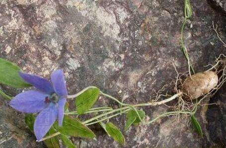 农村的野花野草哪几种可以吃,常见的野花野草却是农家之宝