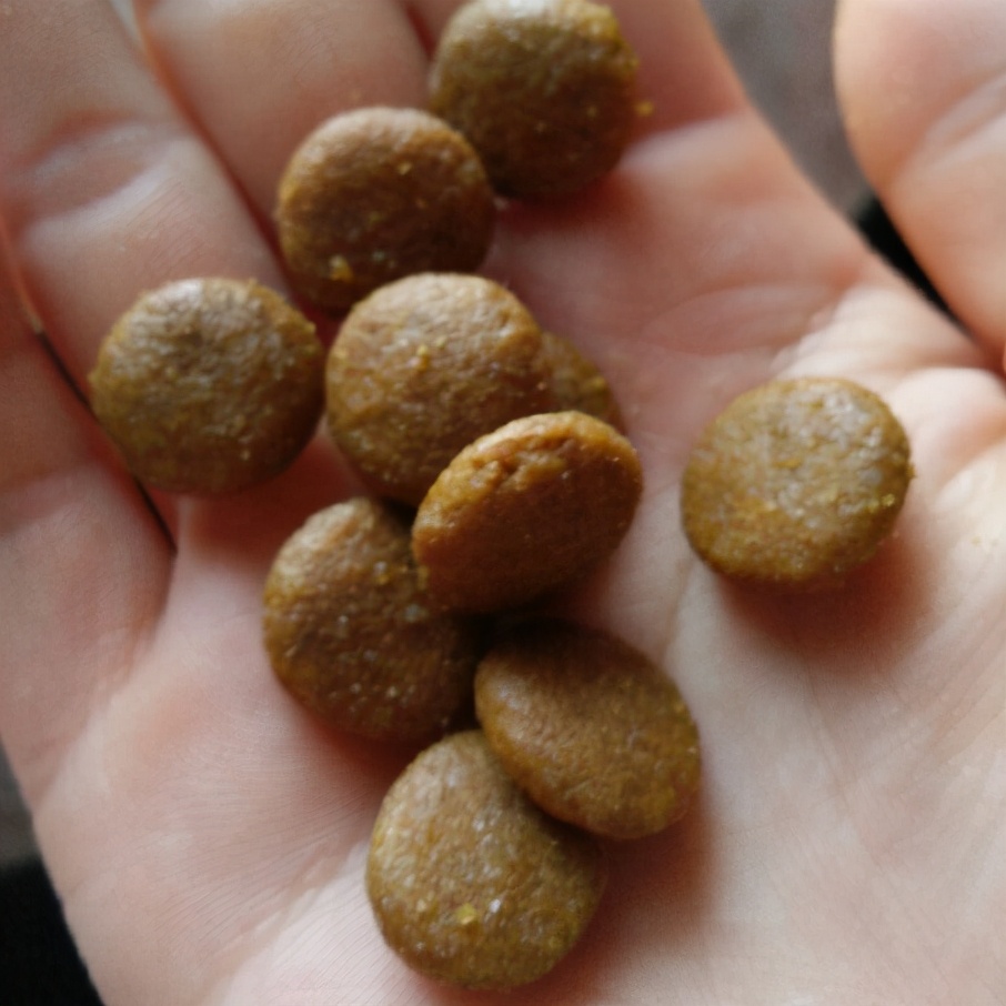 贵宾犬吃什么牌子的狗粮好,贵宾犬吃什么牌子狗粮好吃一点