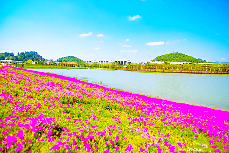 河北芝樱丛生福禄考种植基地,上海芝樱丛生福禄考报价