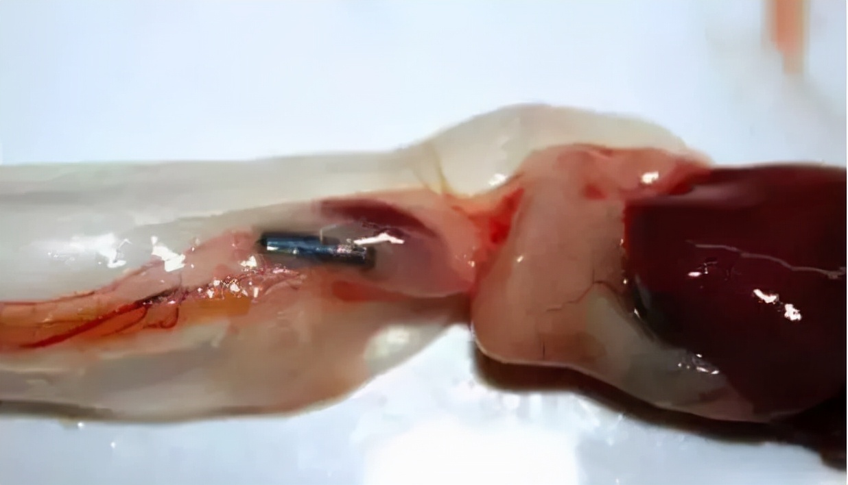 龙鱼事故视频,龙鱼事故