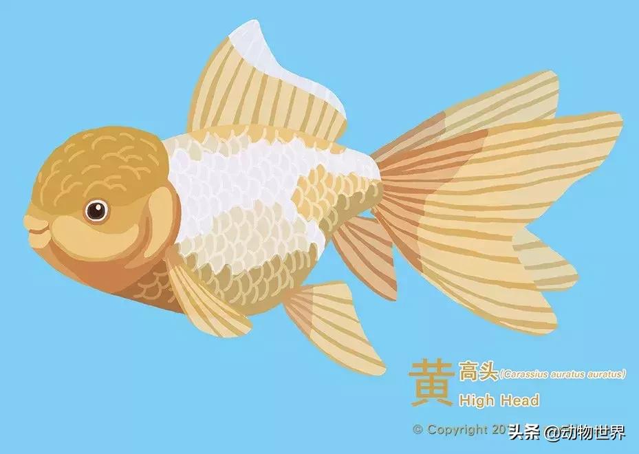 金鱼品种介绍之龙睛高头,金鱼狮子头品种图片大全集
