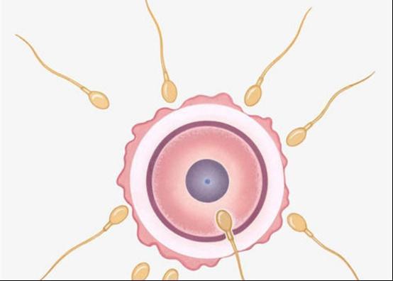 没有成功和卵子结合的精子都去哪里了?
