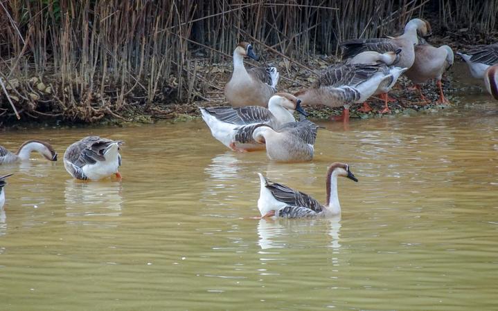 星湖冬日燃情，比落羽杉还要红的是什么？#我和湿地有个约会#