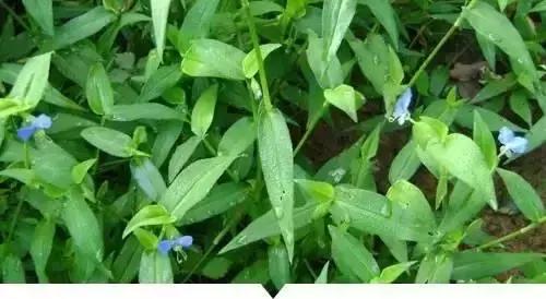 植物小时候和长大的名字不一样,小时候一种类似于甘蔗的植物