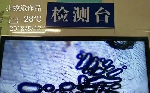 南美白对虾水霉病的处理方案,白对虾气泡病怎么防治