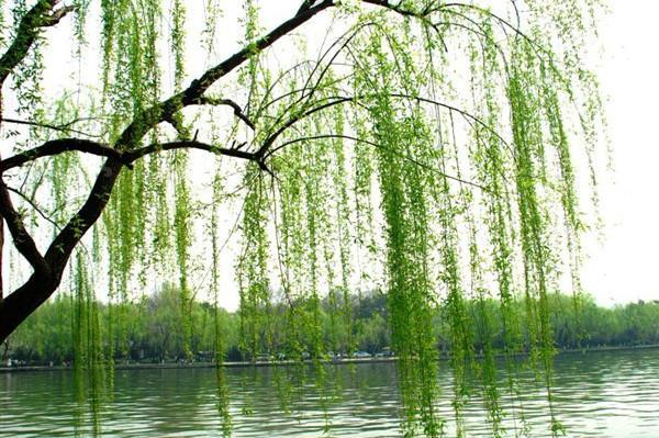 贺知章的所有写春天的古诗,贺知章幽默内涵经典诗词