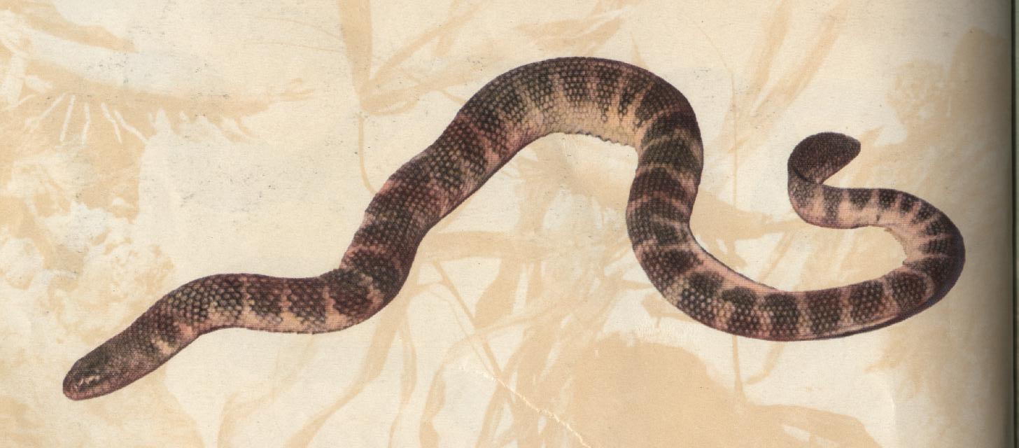 有毒蛇的地方长什么草,有毒蛇和无毒蛇咬的伤口区别