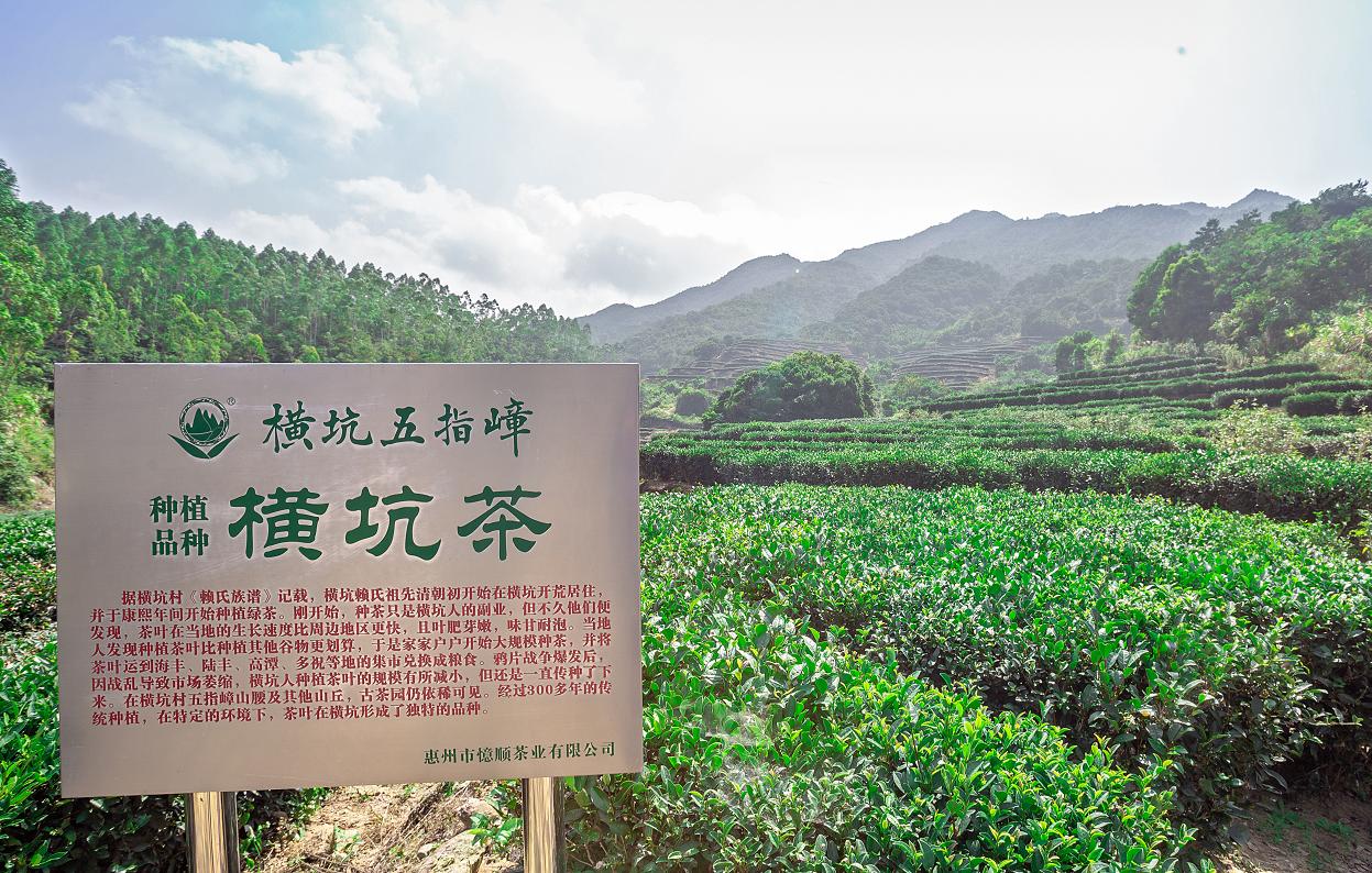 横坑五指嶂,横坑五指嶂云雾茶团购