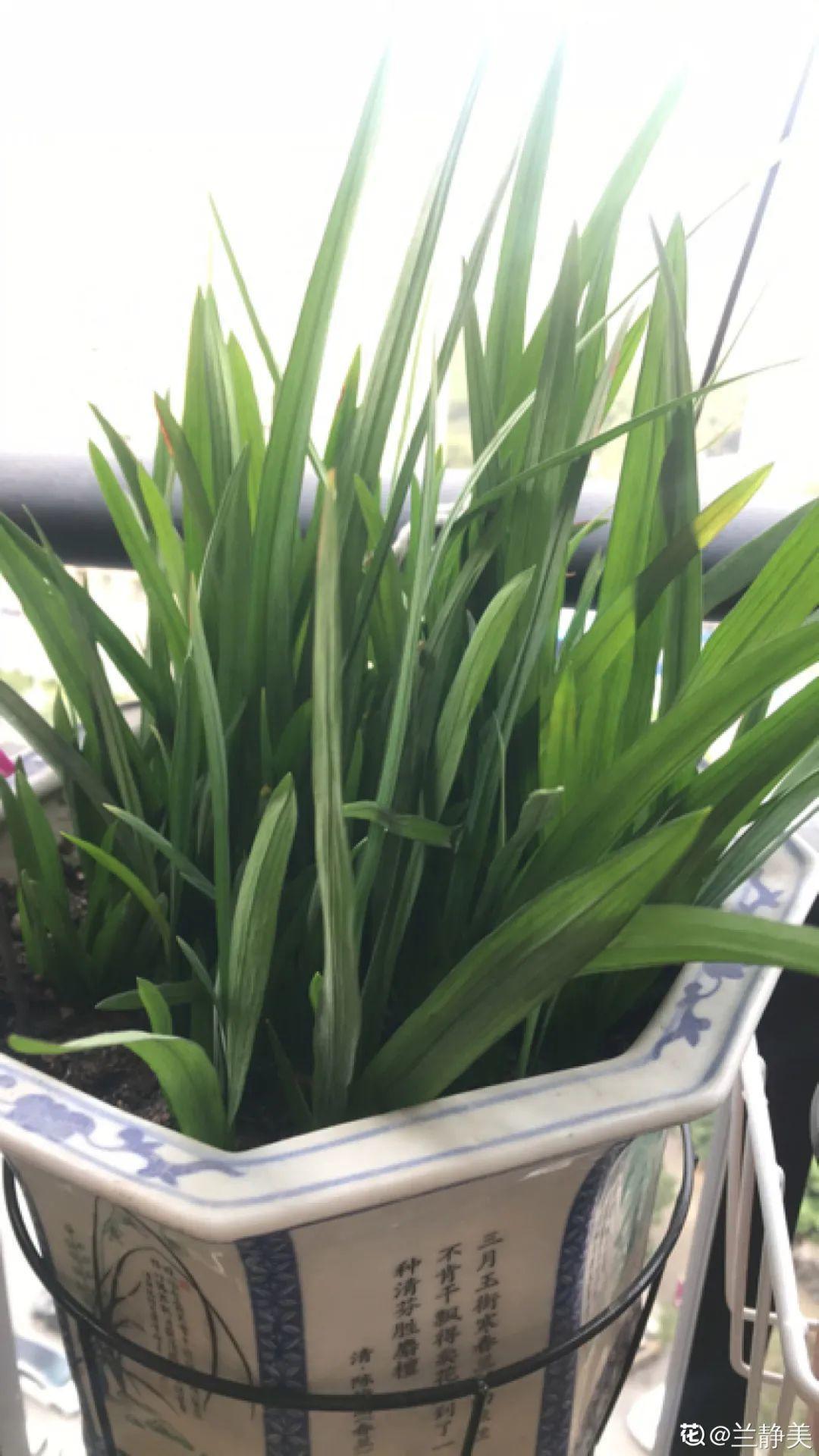 耐寒又好养的香水花,家里可以养法国香水花