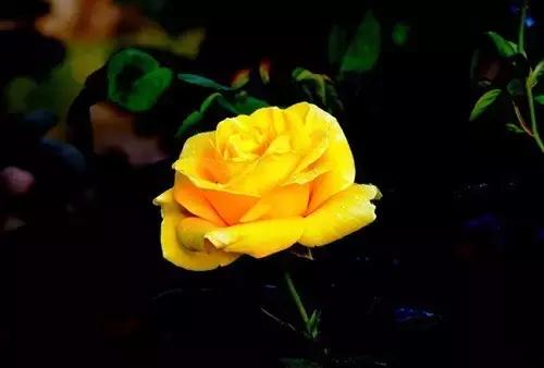 最漂亮10种微型月季,新手必入这8种月季漂亮好养