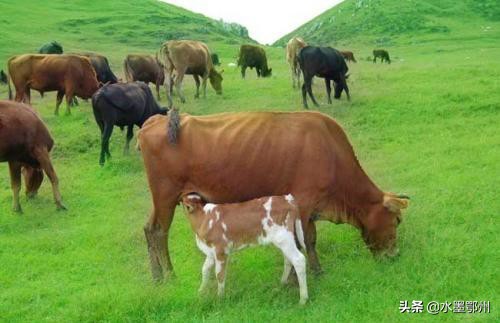 鲁西黄牛的常见疾病
