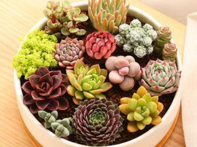 多肉情人泪夏季养护,多肉夏季的养护和注意事项