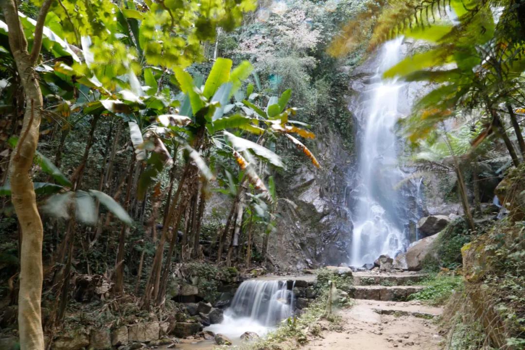 腾冲到樱花谷旅游攻略,腾冲樱花谷一月